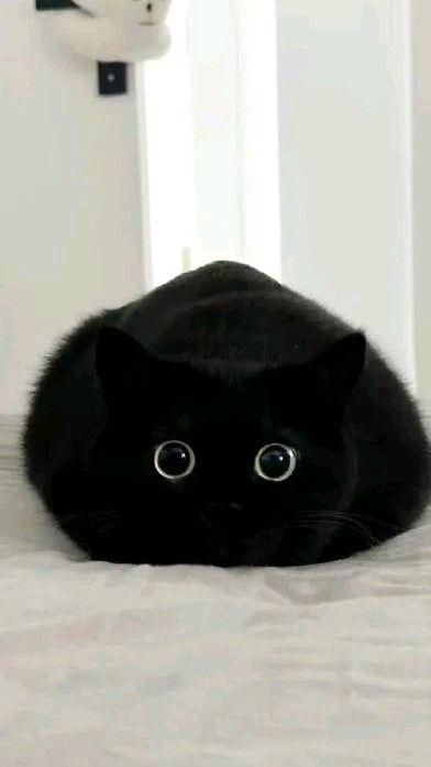 Ảnh Mèo Đen 19