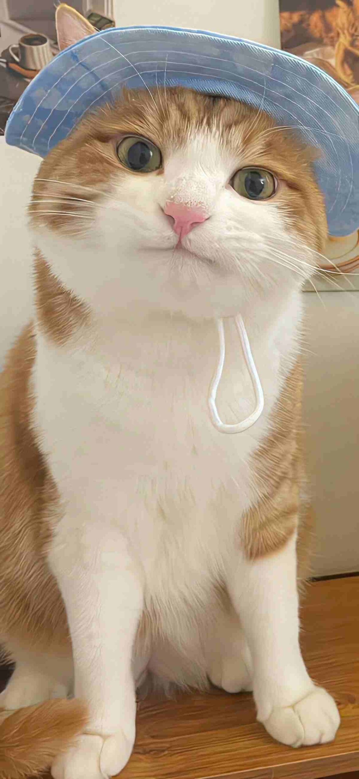 Ảnh Mèo đáng yêu 10