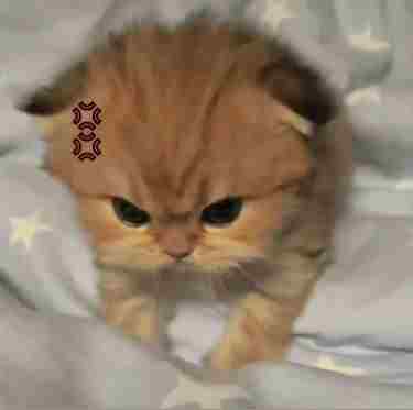 Ảnh Mèo Giận Cute 16