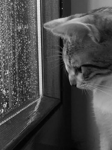 Ảnh Buồn Tâm Trạng 3