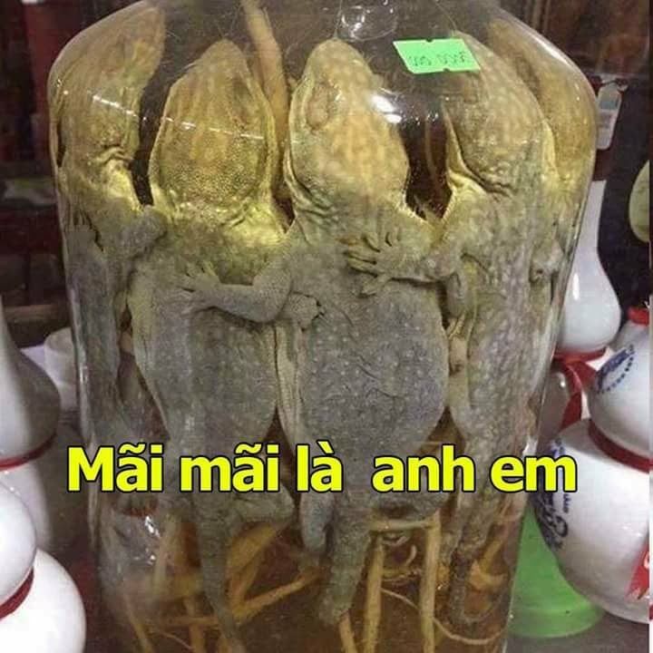 Ảnh chế hài hước 3