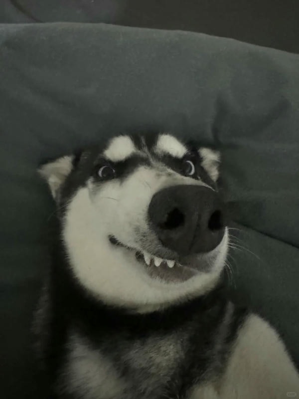 ảnh chó cười hài 11