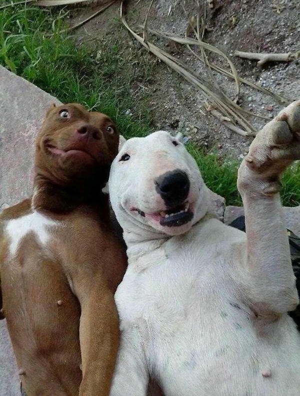 ảnh chó cười hài 13