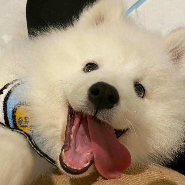 ảnh chó cười hài 14