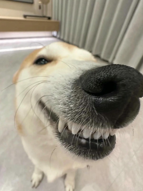 ảnh chó cười hài 16