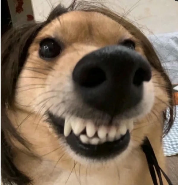 ảnh chó cười hài 18