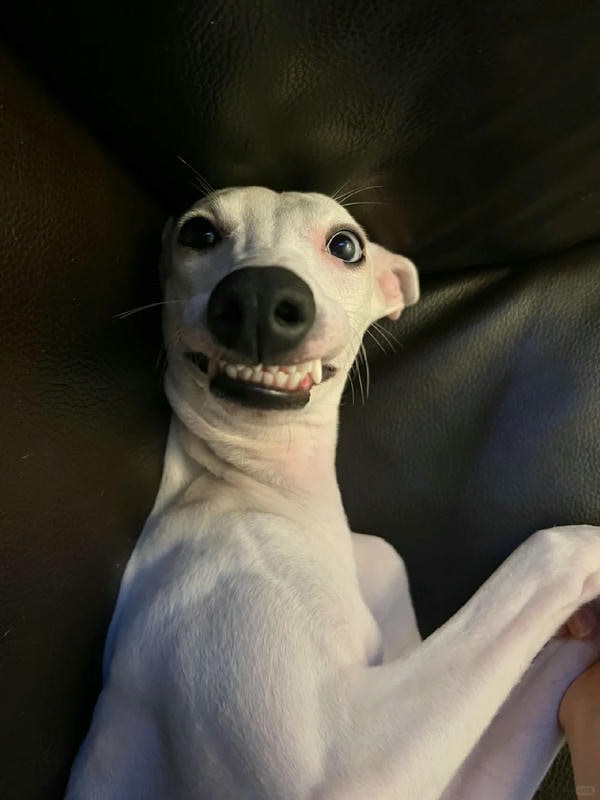 ảnh chó cười hài 20