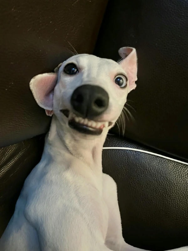 ảnh chó cười hài 21