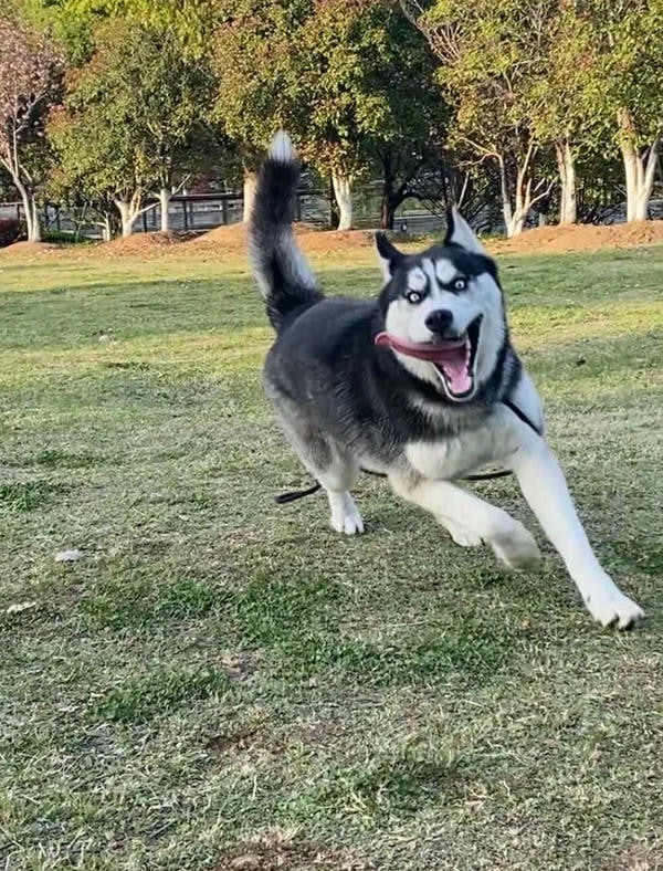 ảnh chó cười hài 22