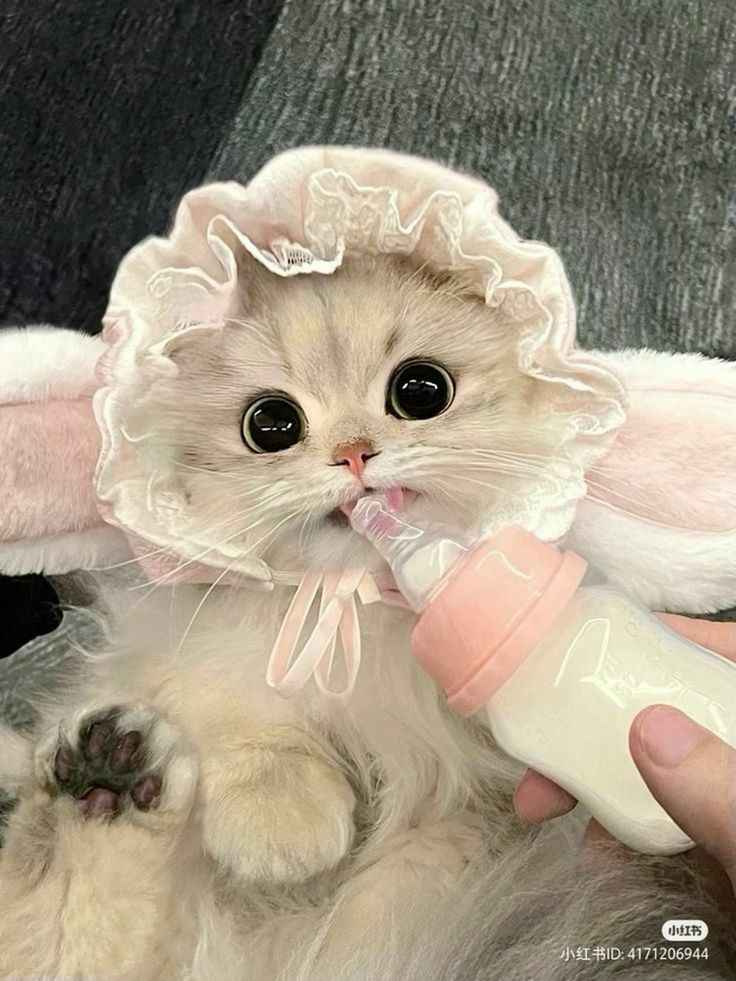 Ảnh Cute Mèo 14