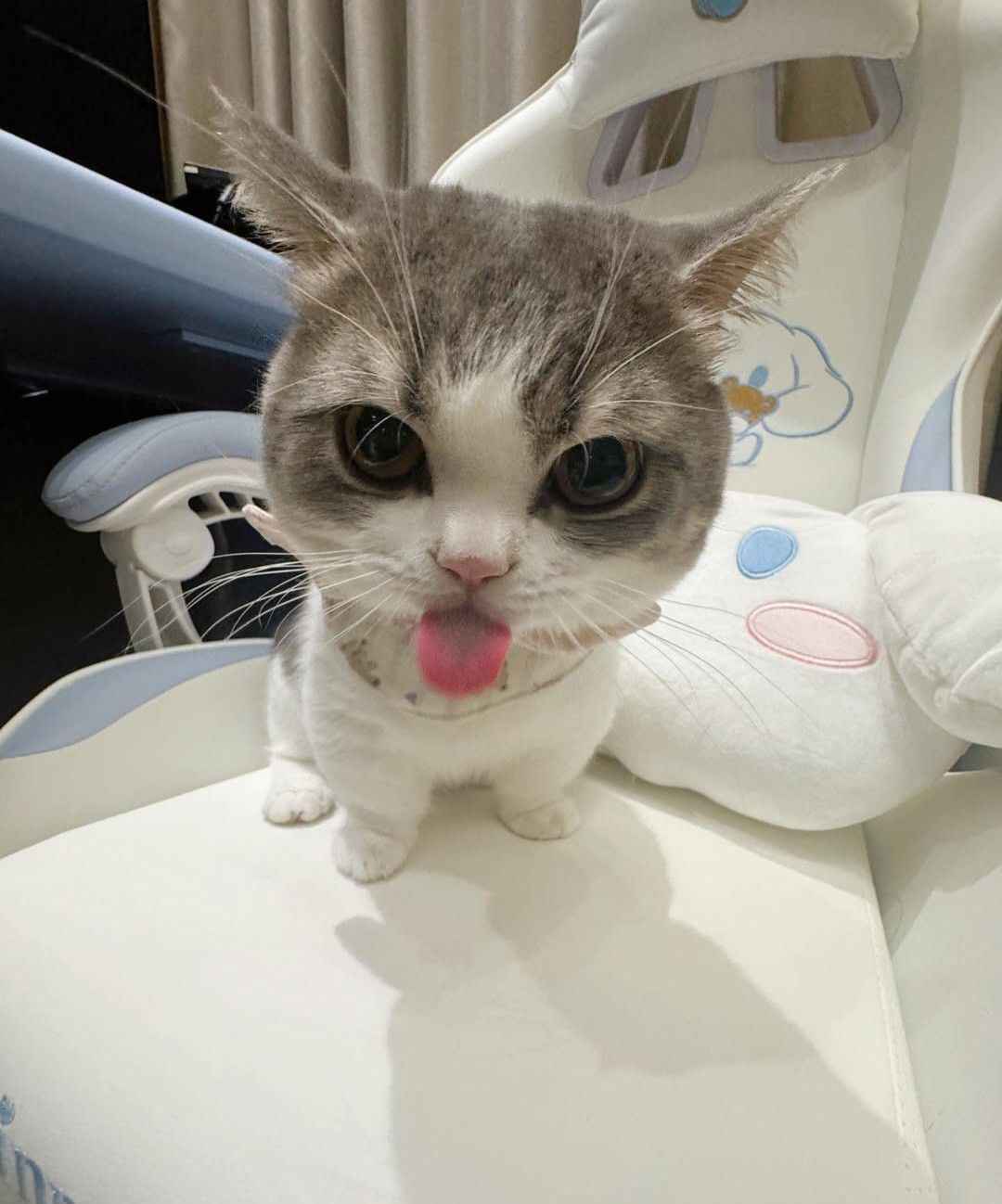 Ảnh Cute Mèo 5