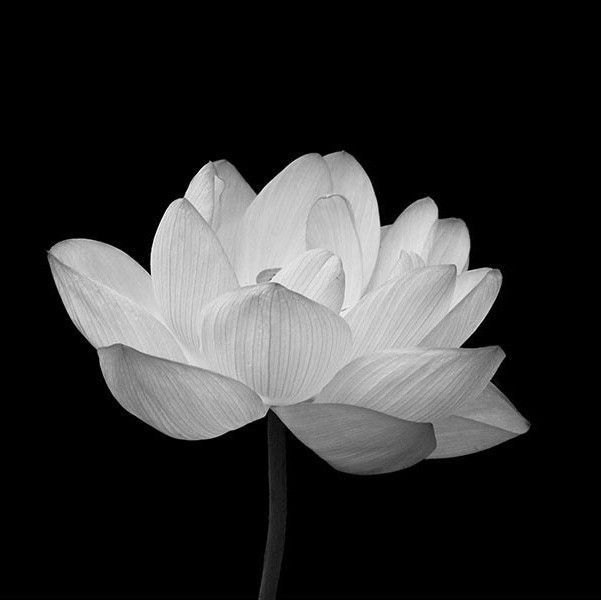 Ảnh Hoa Sen Nền Đen 14