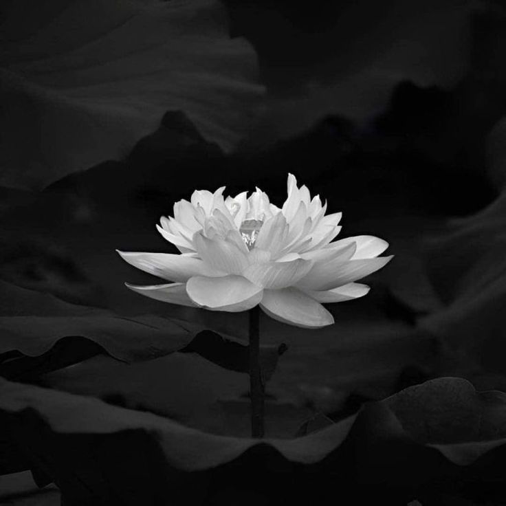 Ảnh Hoa Sen Nền Đen 1