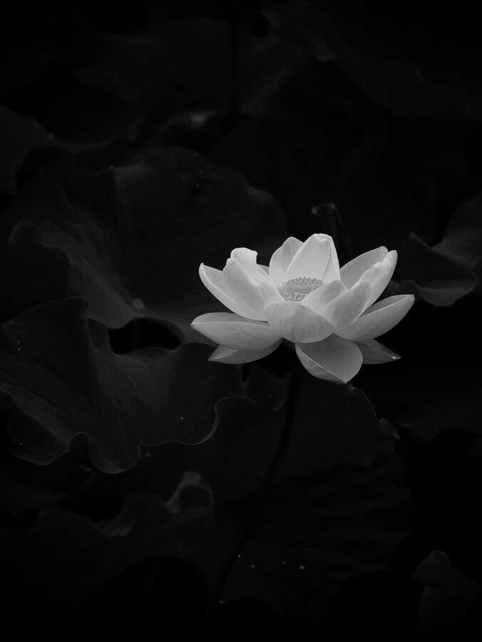 Ảnh Hoa Sen Nền Đen 7