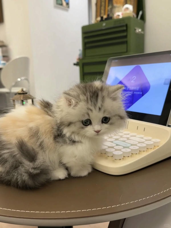 ảnh mèo buồn cute 27