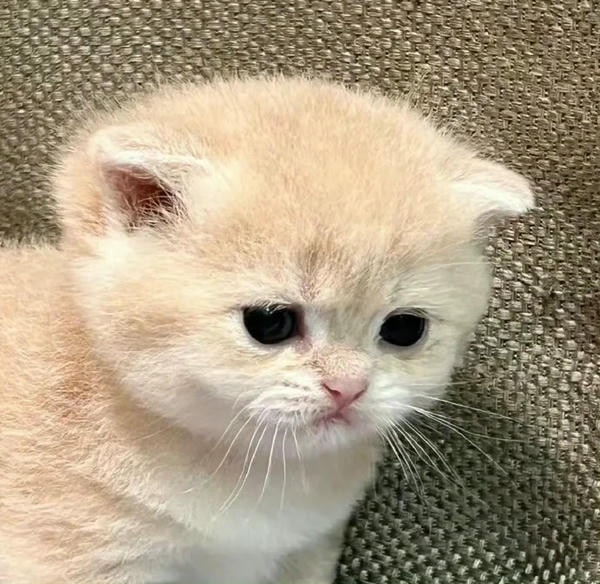 ảnh mèo buồn cute 18