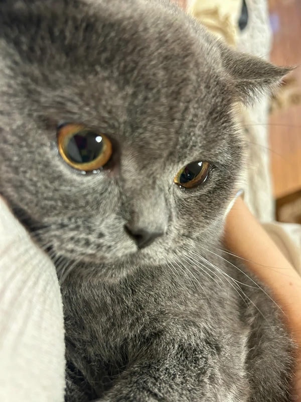 ảnh mèo buồn cute 15