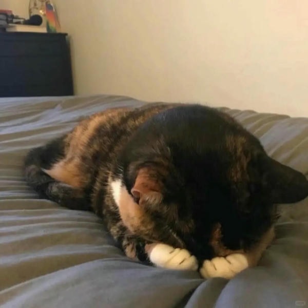 ảnh mèo buồn cute 13