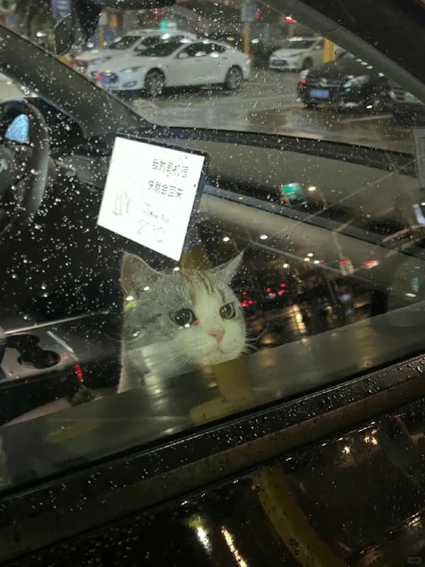 ảnh mèo buồn cute 12