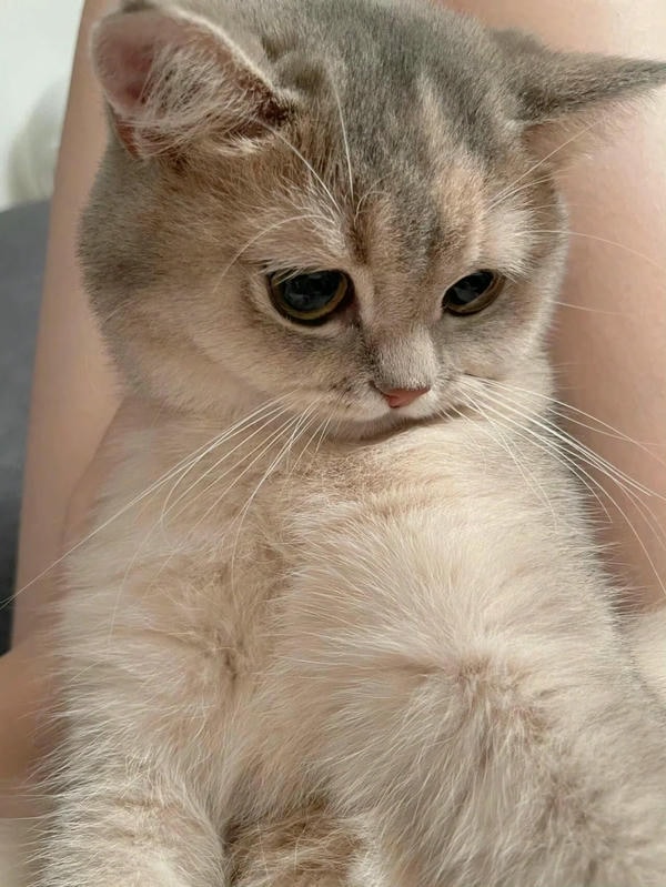 ảnh mèo buồn cute 11