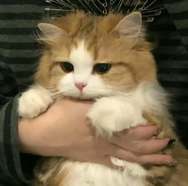 ảnh mèo buồn cute 36