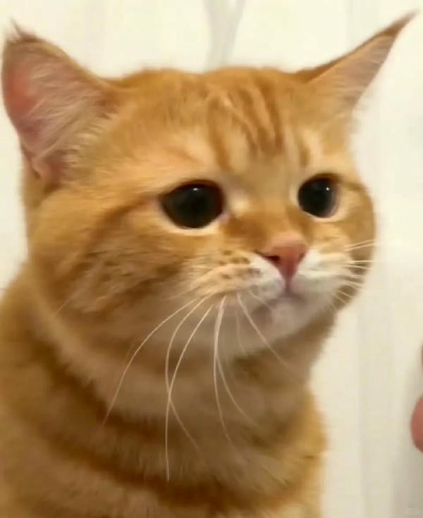 ảnh mèo buồn cute 34