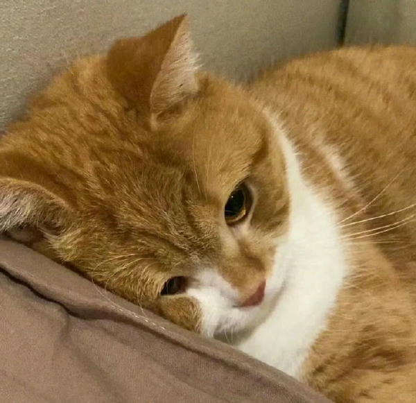 ảnh mèo buồn cute 32