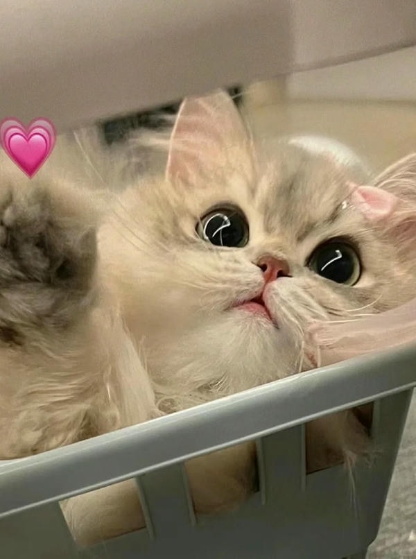 ảnh mèo cute trái tim 2