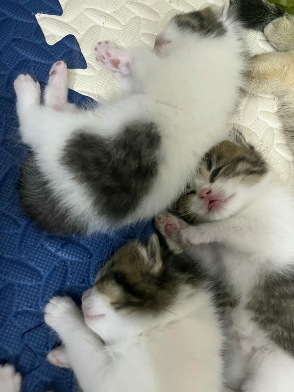 ảnh mèo cute trái tim 18