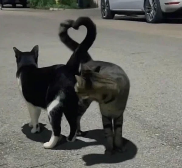 ảnh mèo cute trái tim 24