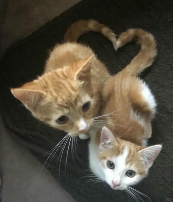 ảnh mèo cute trái tim 25