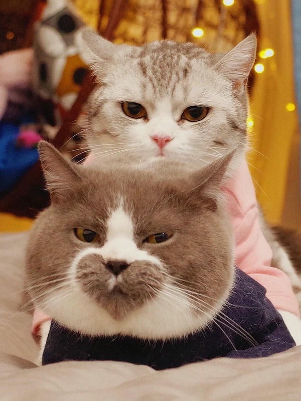 ảnh mèo cute trái tim 31