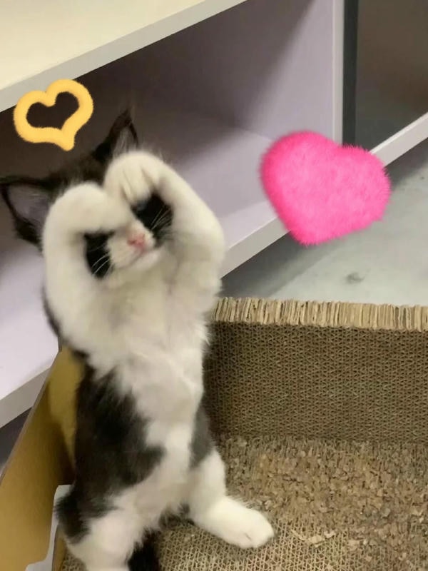 ảnh mèo cute trái tim 7