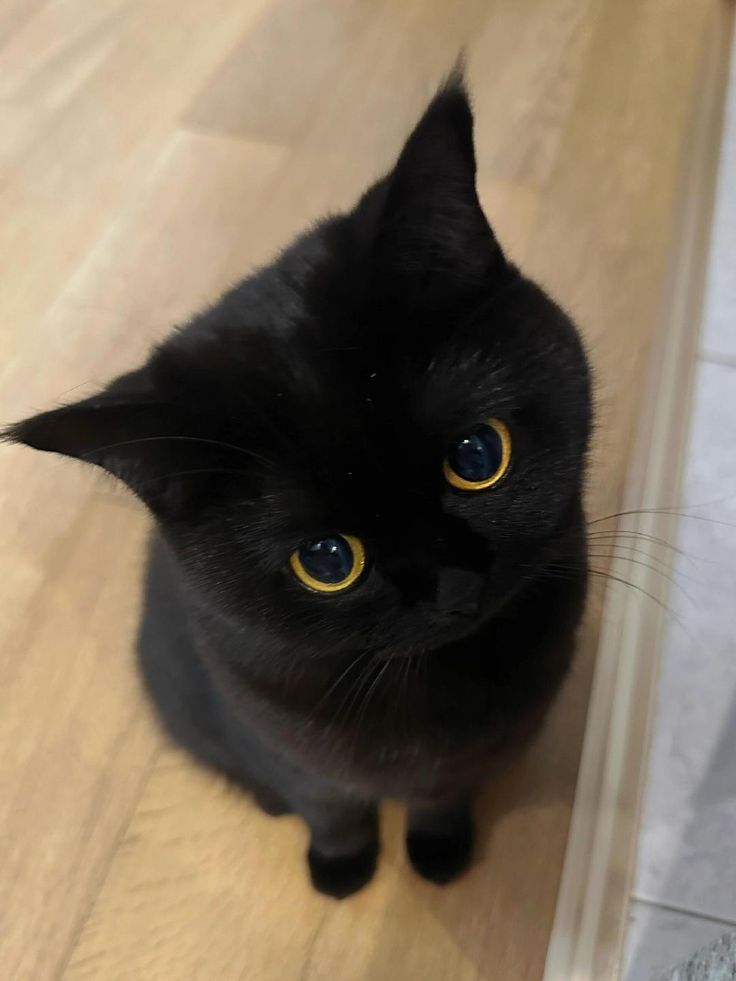 Ảnh Mèo Đen 16