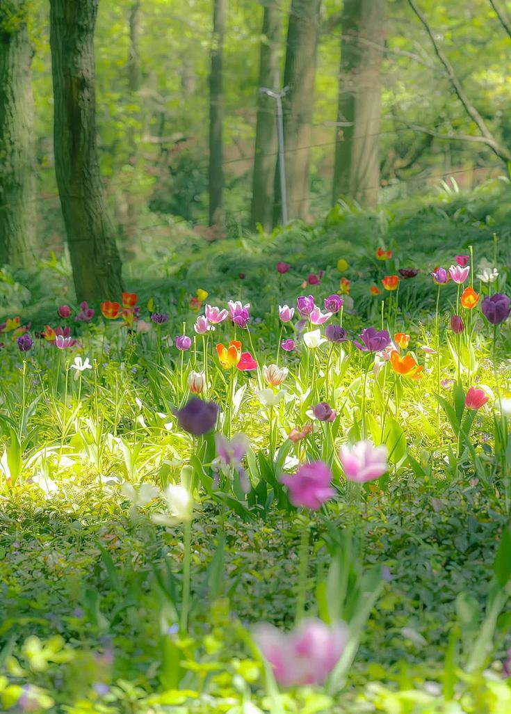 Ảnh Thiên Nhiên 12