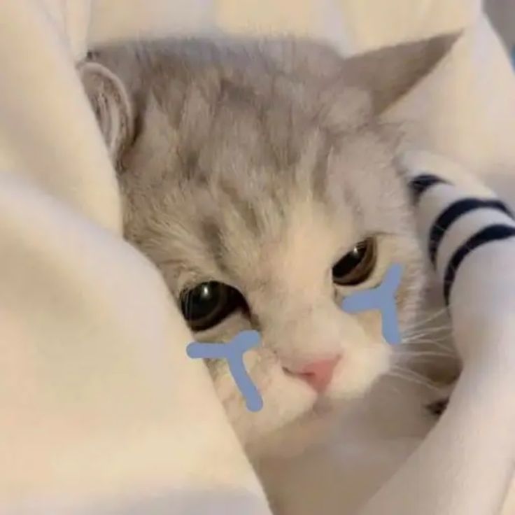 Avatar Ảnh Mèo Cute 13