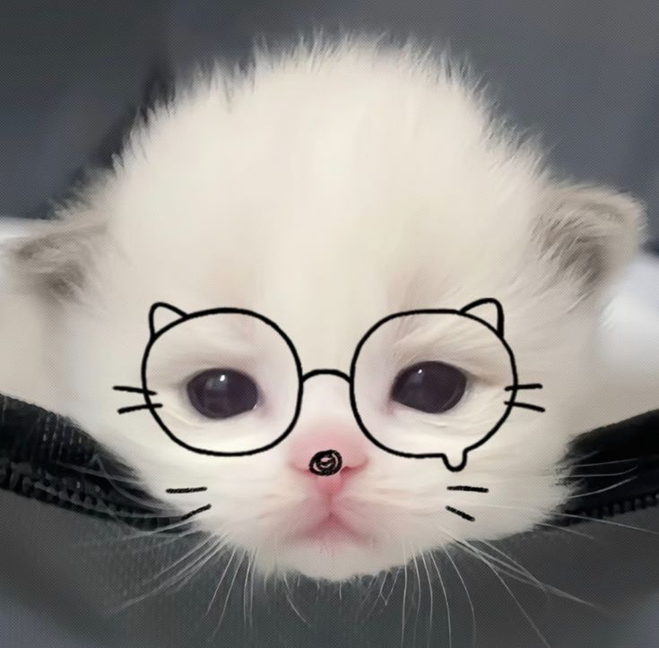 Avatar Ảnh Mèo Cute 11