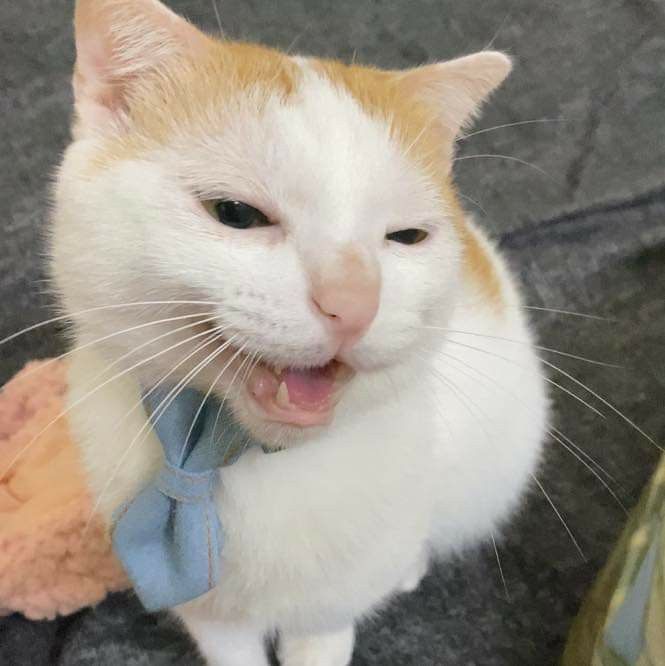 Avatar Ảnh Mèo Cute 10