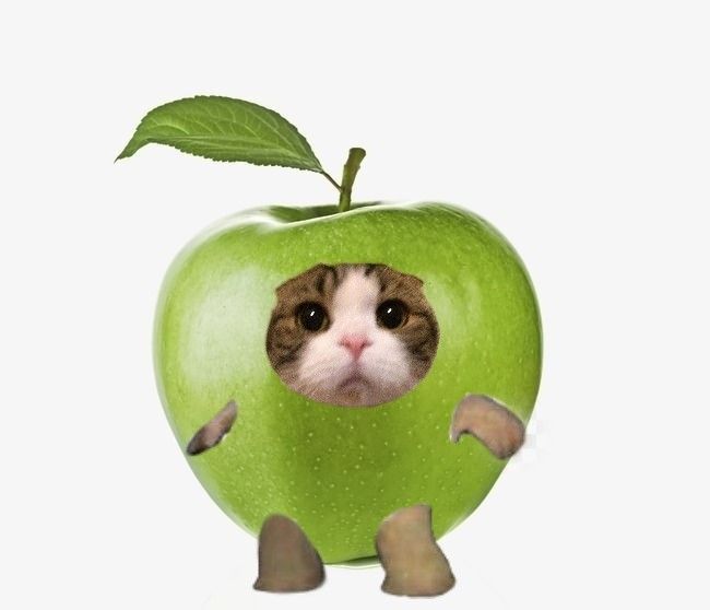 Avatar Ảnh Mèo Cute 5