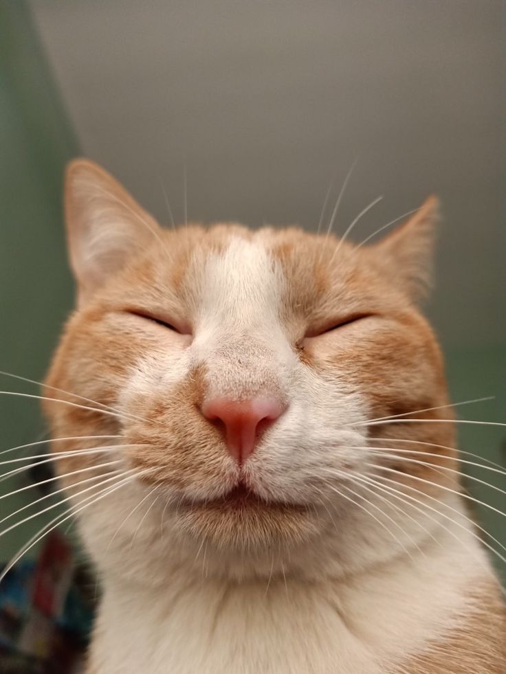 Avatar Ảnh Mèo Cute 1