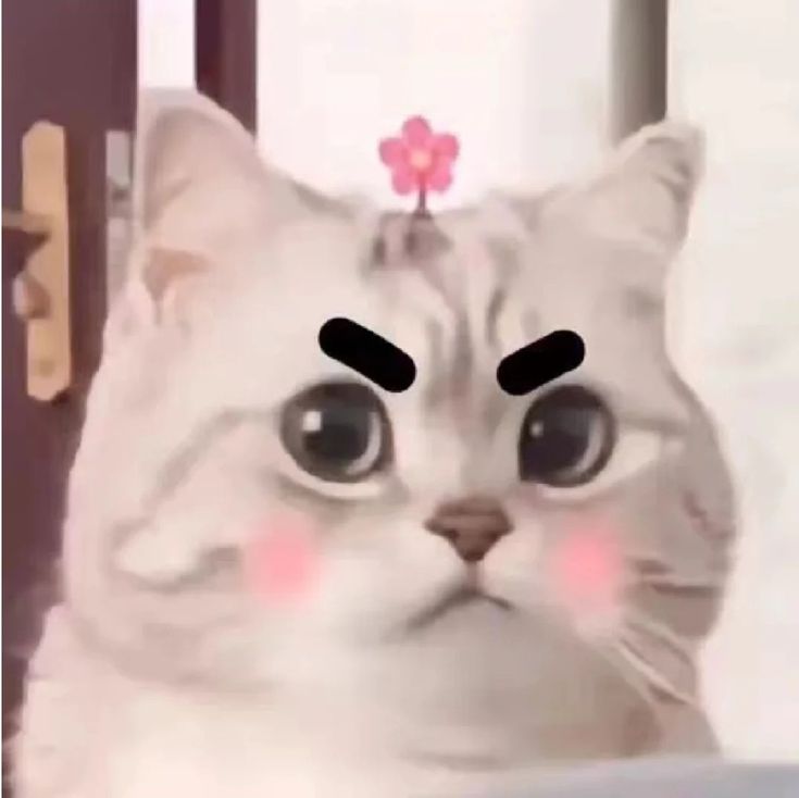 Avatar Ảnh Mèo Cute 9