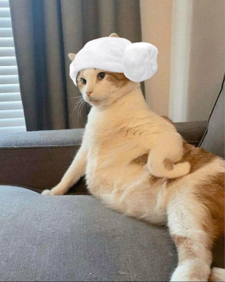 Avatar Ảnh Mèo Cute 7