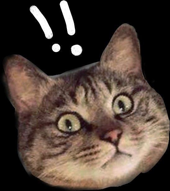 Avatar Ảnh Mèo Cute 15