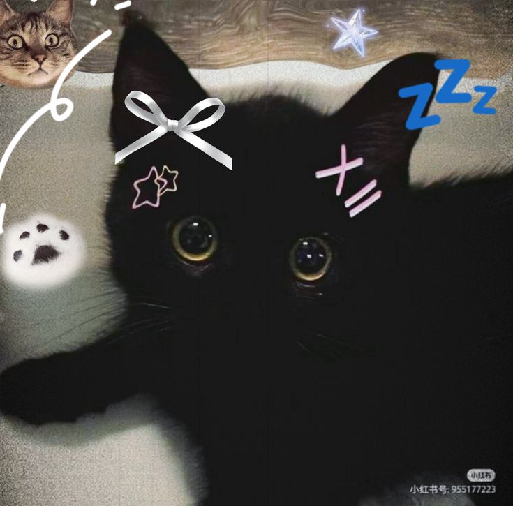 Avatar Ảnh Mèo Cute 14