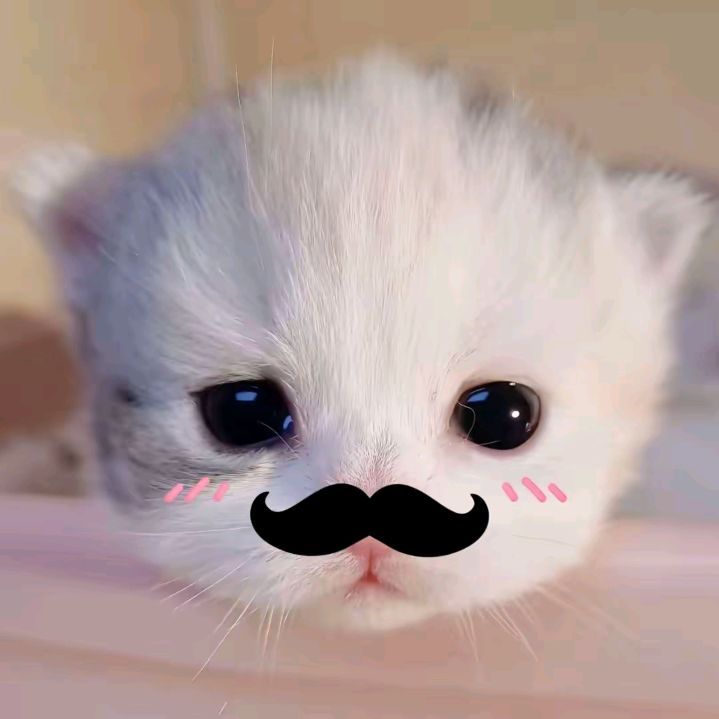 Avatar Ảnh Mèo Cute 8