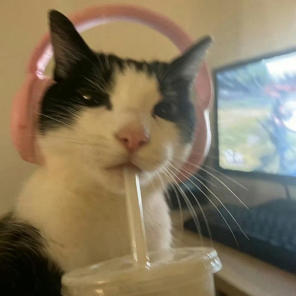 Avatar Đôi Vô Tri 15