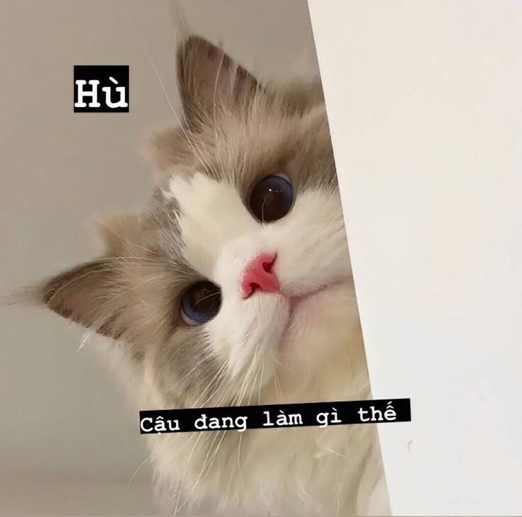 Avatar Mèo Cute Dễ Thương 1