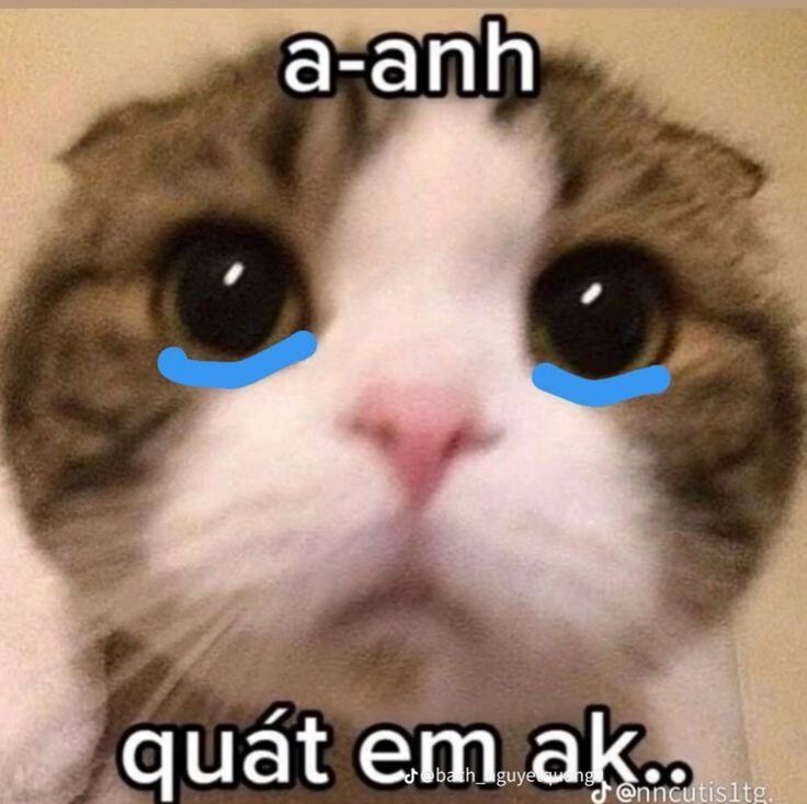 Avatar Mèo Cute Dễ Thương 2