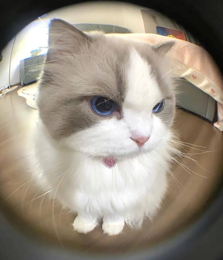 Avatar Mèo Cute Dễ Thương 4