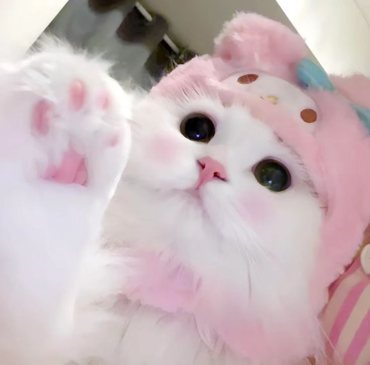 Avatar Mèo Cute Dễ Thương 15